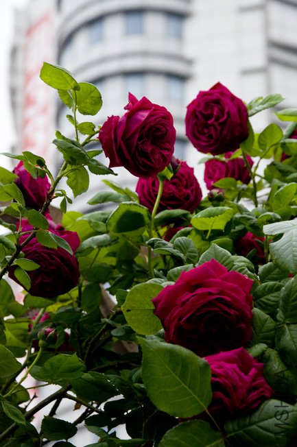 DSC_0025b.jpg