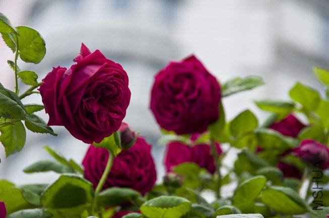 DSC_0026b.jpg