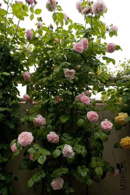 DSC_0005.JPG