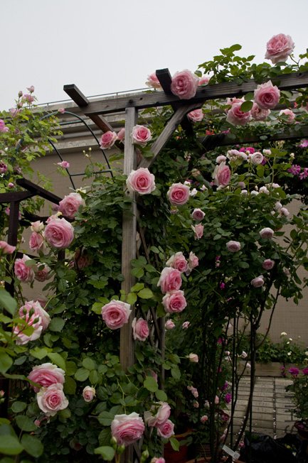 DSC_0018b.jpg