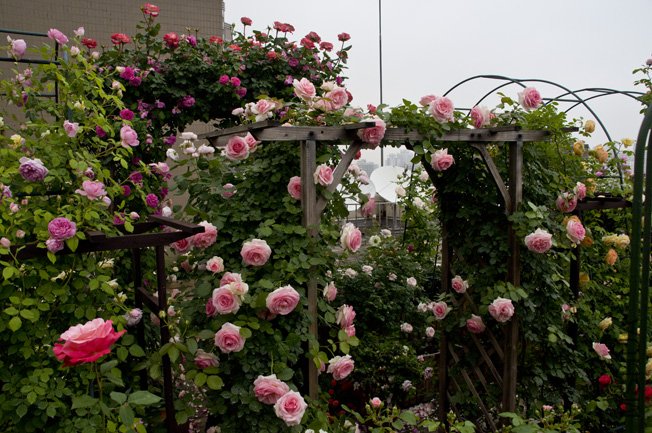 DSC_0020b.jpg