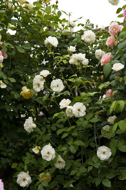 DSC_0033b.jpg