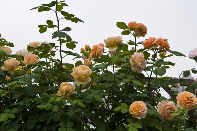 DSC_0035b.jpg