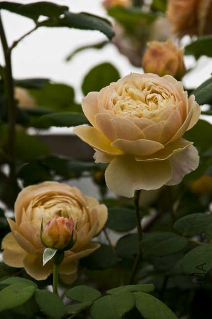 DSC_0036b.jpg
