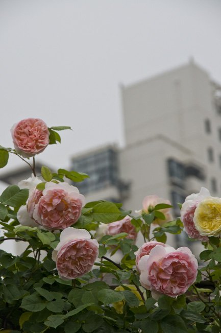 DSC_0040b.jpg