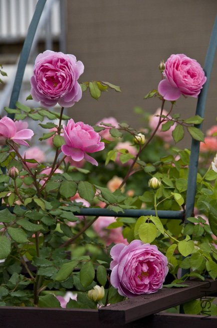 DSC_0044b.jpg