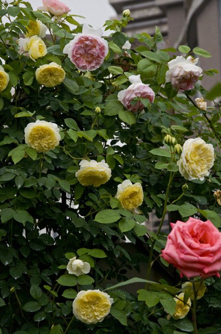 DSC_0042b.jpg