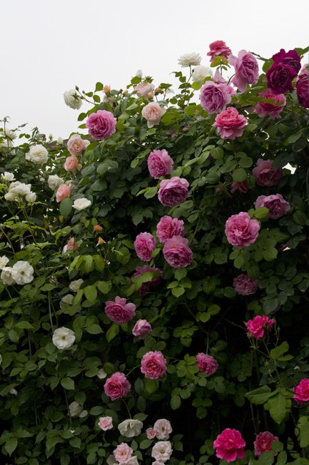 DSC_0034b.jpg