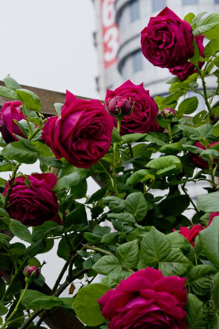 DSC_0045b.jpg