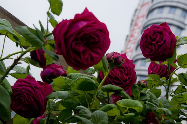 DSC_0047b.jpg