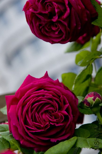 DSC_0049b.jpg