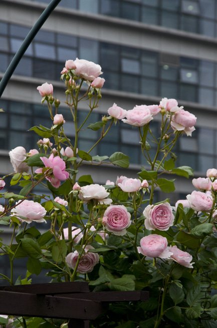 DSC_0070b.jpg