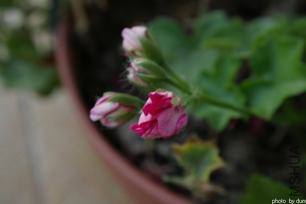 nEO_IMG_ɽ�� õ�촹��1.jpg