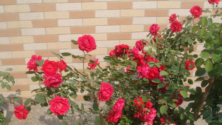 DSC04620.JPG