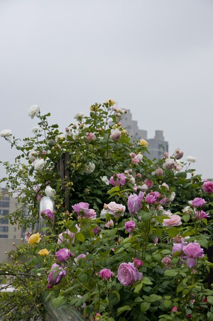 DSC_0096b.jpg