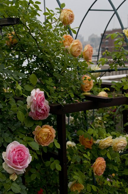 DSC_0114b.jpg