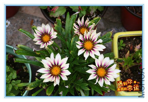 ��Ƭ 087_����ѫ_����_����.jpg