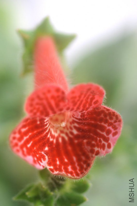 ���� DSC_0012.JPG