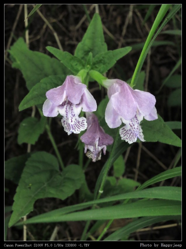 009 ��ͷ��.jpg