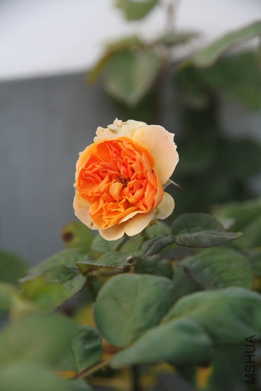 IMG_3677.JPG