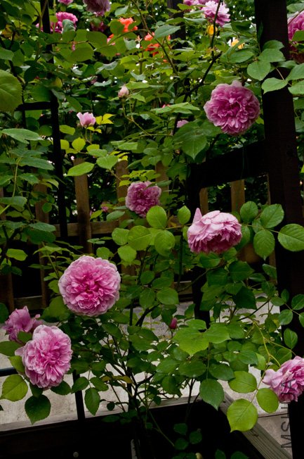 DSC_0058b.jpg