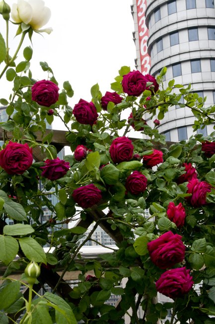 DSC_0018b.jpg
