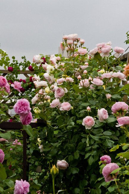 DSC_0024b.jpg