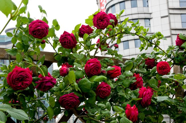 DSC_0048b.jpg