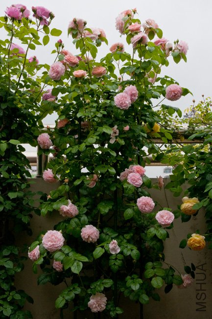 DSC_0027b.jpg
