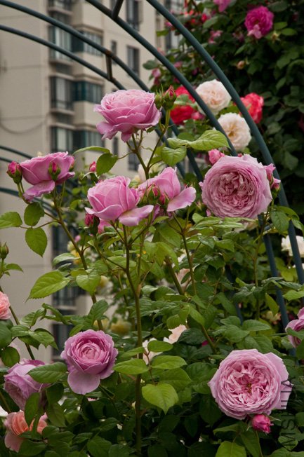 DSC_0035b.jpg