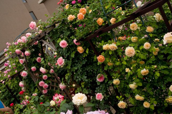 DSC_0056b.jpg