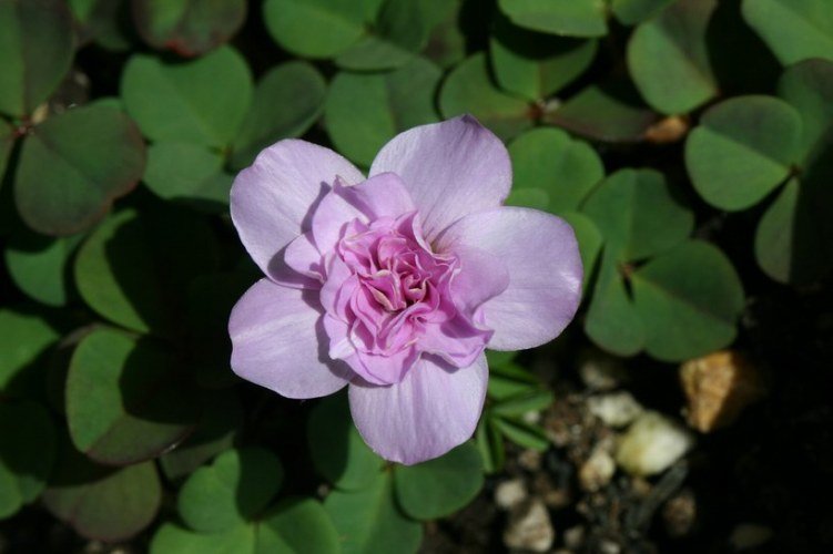 Oxalis nidulans pompom.jpg