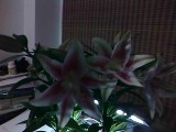 IMG_20120613_211943.jpg