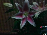 IMG_20120613_211842.jpg