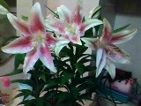 IMG_20120613_212250.jpg