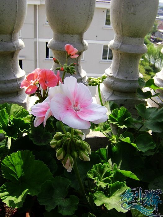 nEO_IMG_DSC01250.jpg