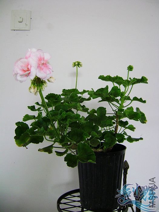 nEO_IMG_DSC01268.jpg