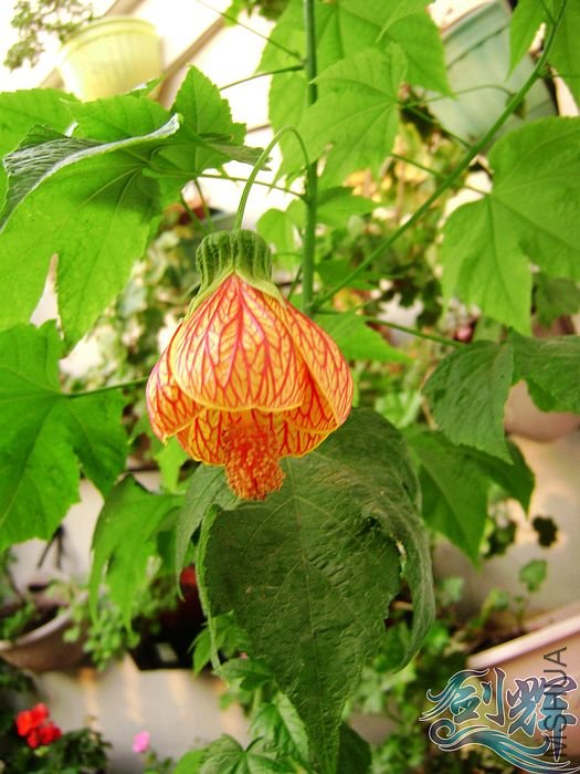 nEO_IMG_DSC01279.jpg