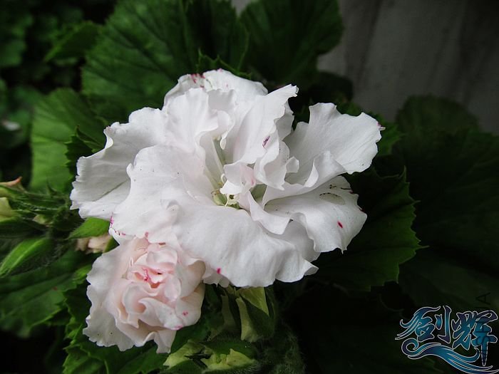 nEO_IMG_IMG_0402.jpg