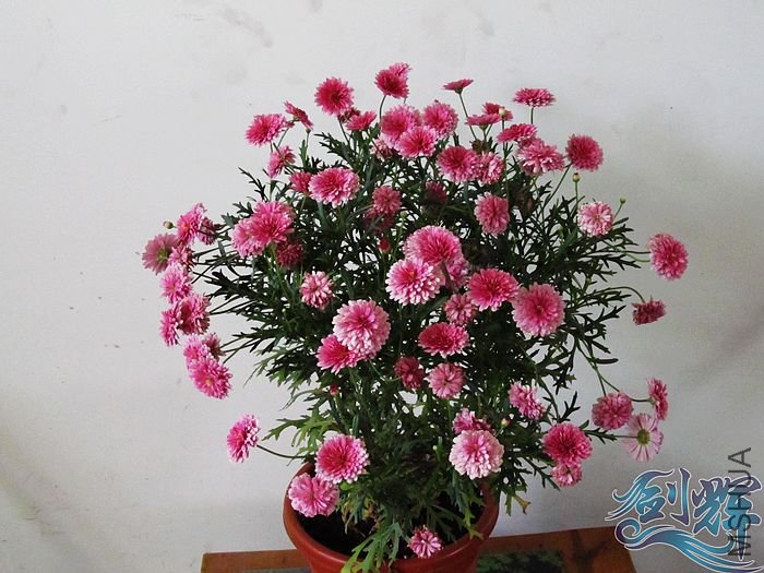 nEO_IMG_IMG_0599.jpg