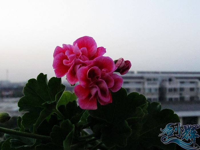 nEO_IMG_IMG_0636.jpg