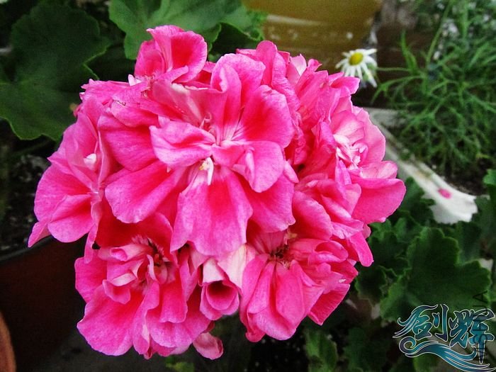 nEO_IMG_IMG_0817.jpg