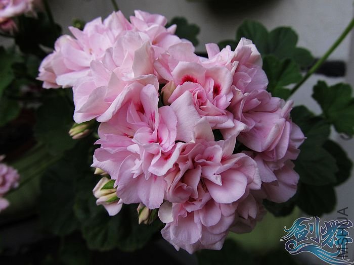 nEO_IMG_IMG_0872.jpg