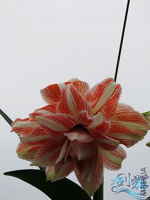 nEO_IMG_IMG_0937.jpg