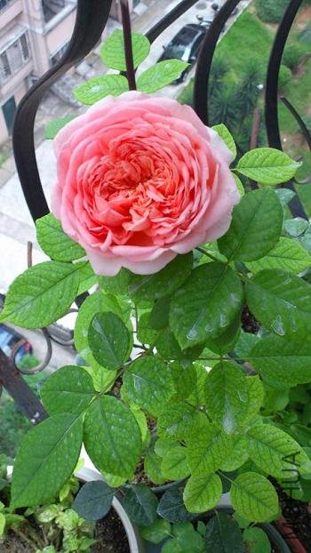 Rotation of DSC_1074.jpg