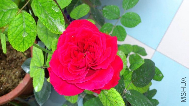 DSC_1082.jpg