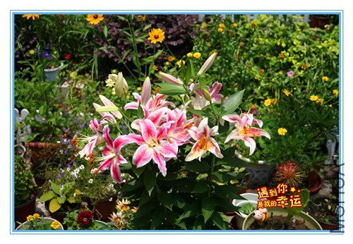 ��Ƭ 001_�����ٺ� ��ɫ����.jpg