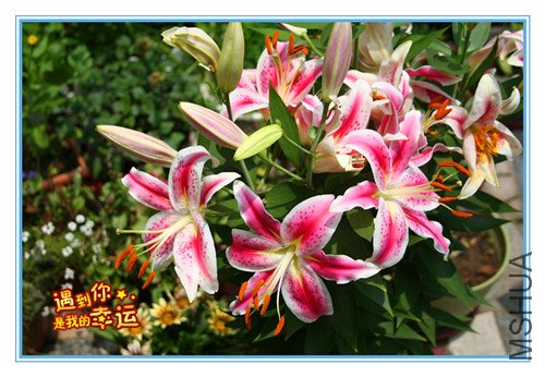 ��Ƭ 002_�����ٺ� ��ɫ����2.jpg