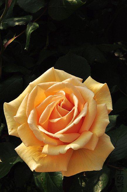 4 ����.JPG