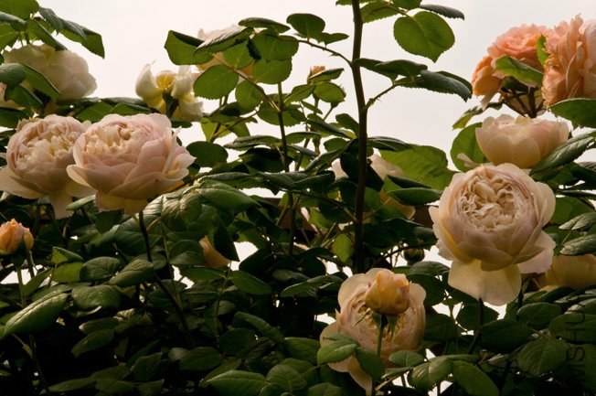 DSC_0038b.JPG